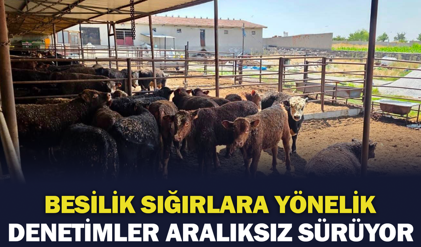 Besilik sığırlara yönelik denetimler aralıksız sürüyor
