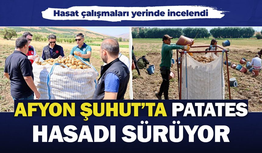 Afyon Şuhut’ta patates hasadı sürüyor: Hasat çalışmaları yerinde incelendi