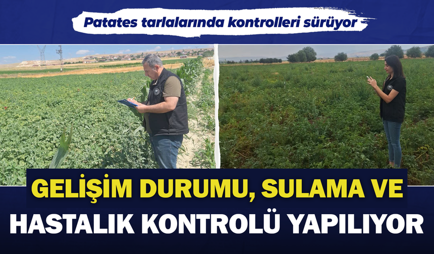 Şuhut’ta patates tarlalarında saha kontrolleri sürüyor