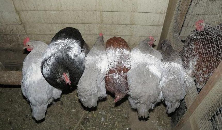 Tavuk biti nedir, nasıl anlaşılır? Kümesi istila eden küçük tehlike