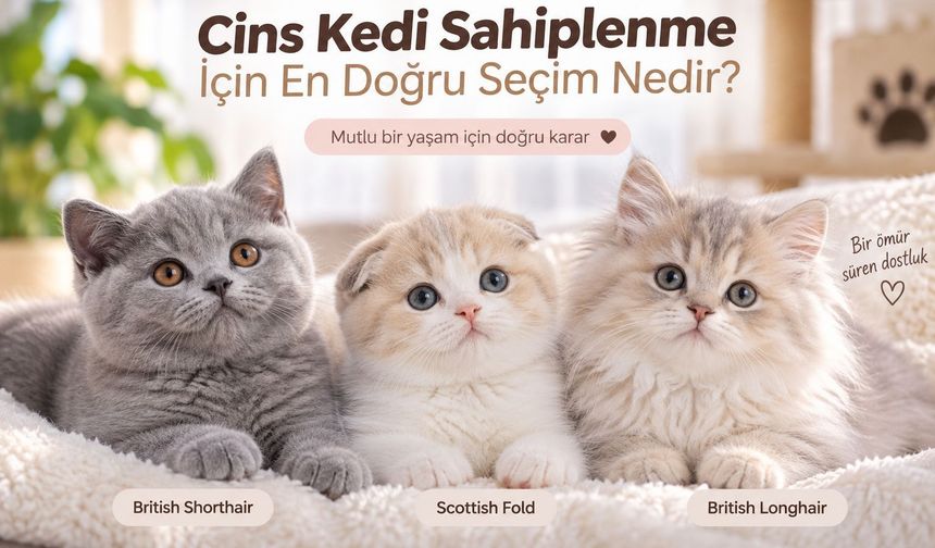 Cins Kedi Sahiplenme İçin En Doğru Irk Seçimi Nedir?