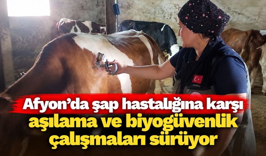 Afyon'da şap hastalığına karşı aşılama ve biyogüvenlik çalışmaları sürüyor