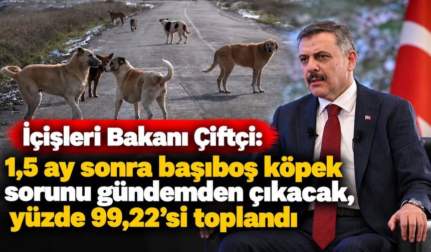 İçişleri Bakanı Çiftçi: 1,5 ay sonra başıboş köpek sorunu gündemden çıkacak, yüzde 99,22’si toplandı