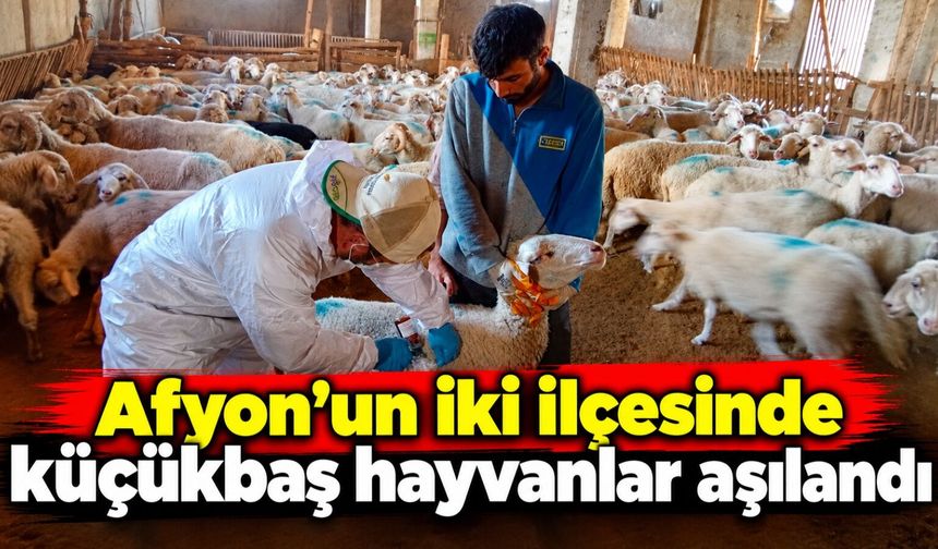 Afyon’un iki ilçesinde küçükbaş hayvanlar aşılandı