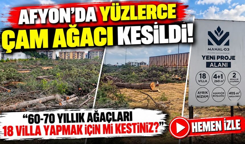 Afyon’da yüzlerce çam ağacı kesildi! “60-70 yıllık ağaçları 18 villa yapmak için mi kestiniz?”