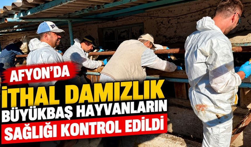 Afyon’da ithal damızlık büyükbaş hayvanların sağlığı kontrol edildi
