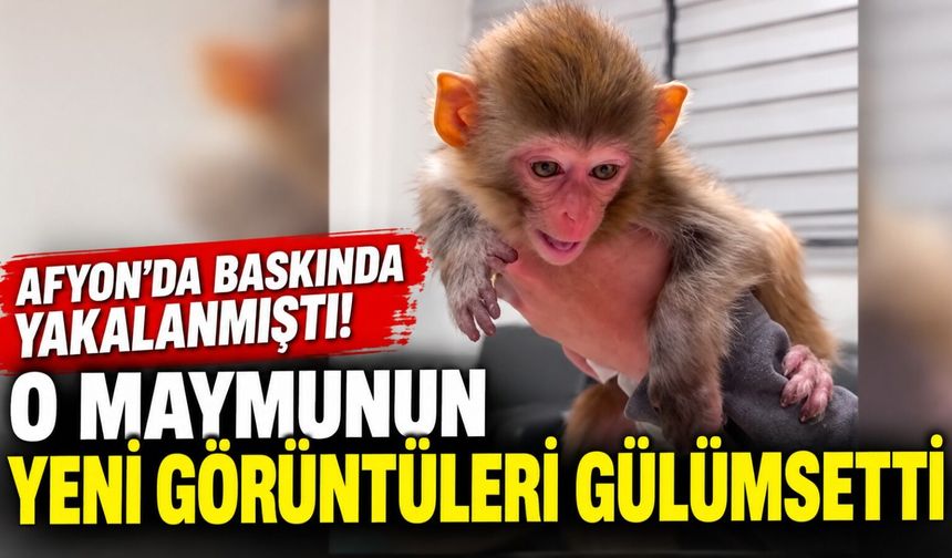 Afyon'da baskında yakalanmıştı! O maymunun yeni görüntüleri gülümsetti