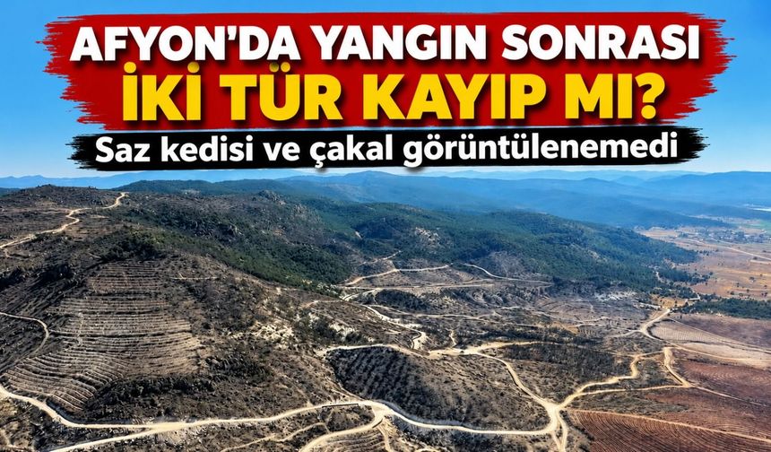 Afyon'da yangın sonrası iki tür kayıp mı? Saz kedisi ve çakal görüntülenemedi