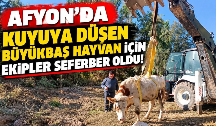 Afyon'da kuyuya düşen büyükbaş hayvan için ekipler seferber oldu!