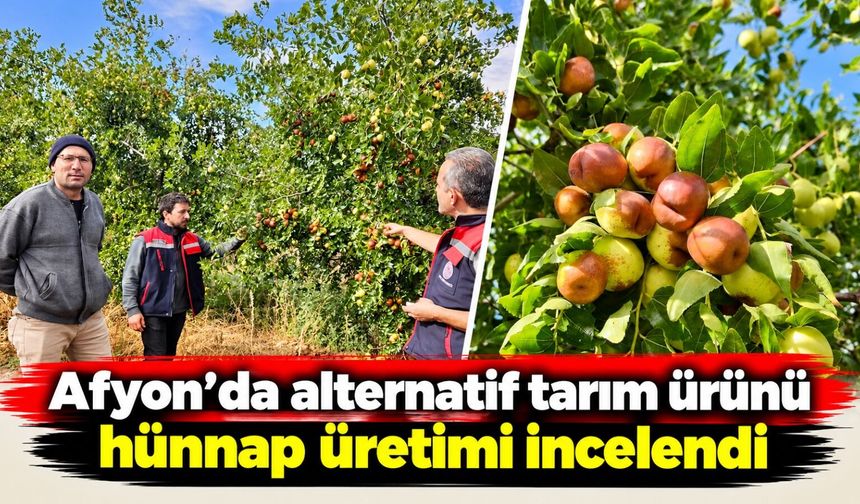 Afyon'da alternatif tarım ürünü hünnap üretimi incelendi