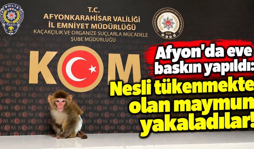 Afyon'da eve baskın yapıldı: Nesli tükenmekte olan maymun yakaladılar!